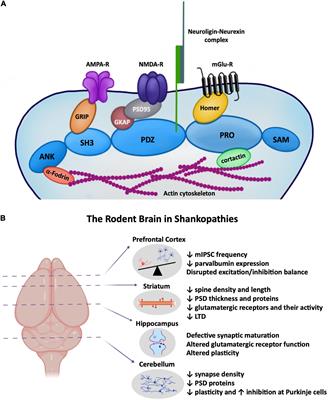 Shankopathies in the Developing Brain in Autism Spectrum Disorders